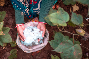 Better Cotton Better Cotton expands in West Africa