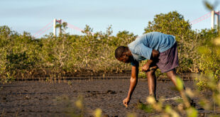 Ecologi tree planting Infinity Inc branches out with planting and conservation initiative
