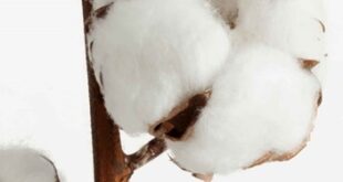 Gildan Gildan joins US Cotton Trust Protocal