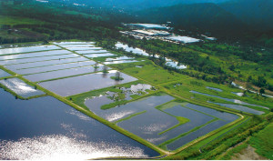 Gildan’s huge innovative water clearing system in Honduras 