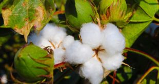Pic 1 cotton 3760800 1920 Which textiles to use in screen printing?