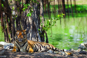 Pic 2 108 Tiger cotton – the story