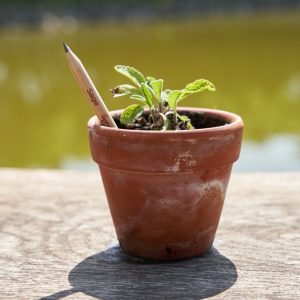 Pic 2 DSC01397 Plantable pencil company uses AI to combat fakes