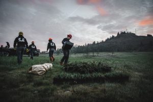 Kingly has covered the equivalent of 37 football pitches with trees planted in intiative
