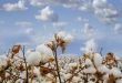 picture 6 Good Earth Cotton pushes for evidence-led approach ahead of EmpCo restrictions