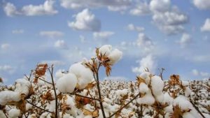 picture 6 Good Earth Cotton pushes for evidence-led approach ahead of EmpCo restrictions