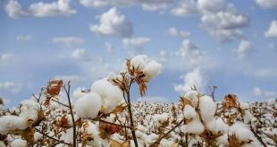Good Earth Cotton pushes for evidence-led approach ahead of EmpCo restrictions