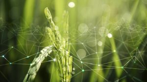 thumbnail agriculture iot with rice field background Direct to garment printing: A cleaner choice for a greener future